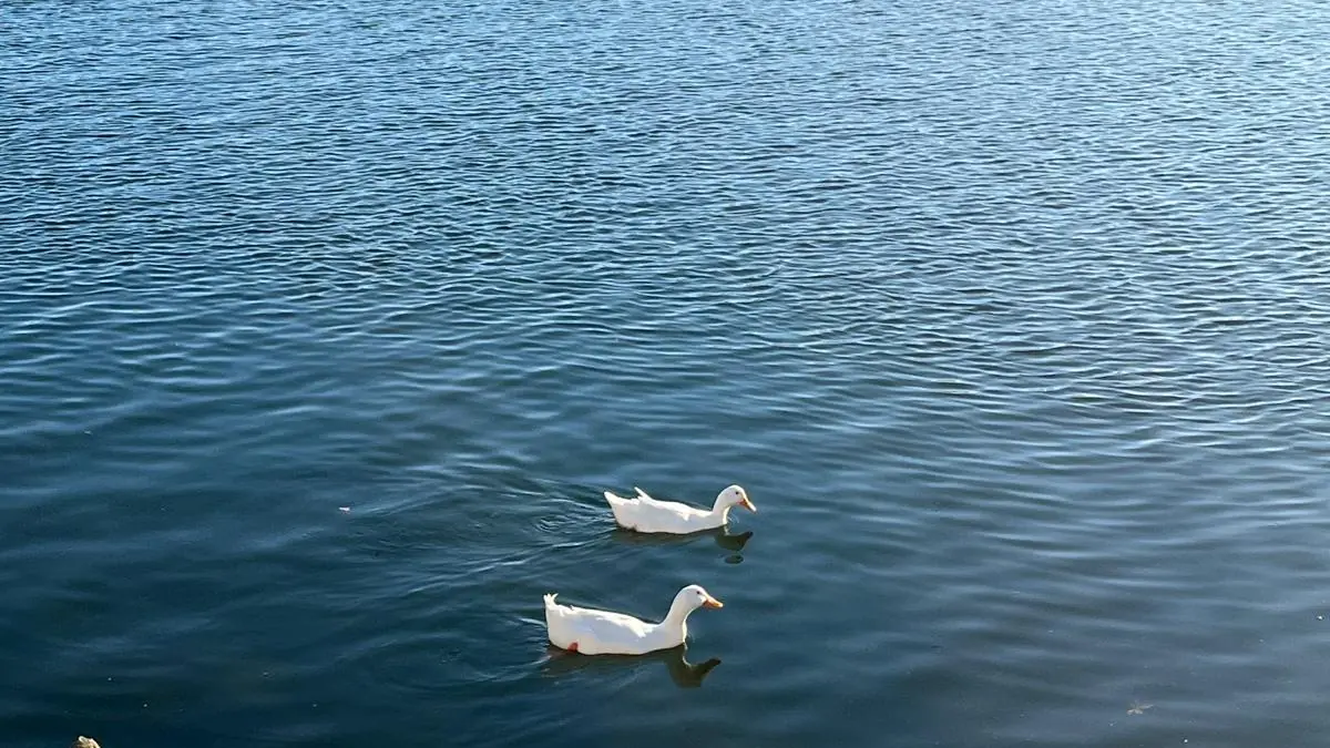 Dalyan Çayı’nın geniş su yüzeyinde yüzen iki beyaz kaz; karşı kıyı boydan boya sazlıklarla kaplı