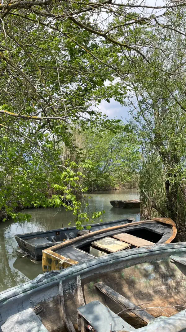 İlkbaharda Dalyan deltasında dar bir kanal: yapraklanmış ağaçlar, kamışlar ve kıyıya bağlı ahşap kayıklar