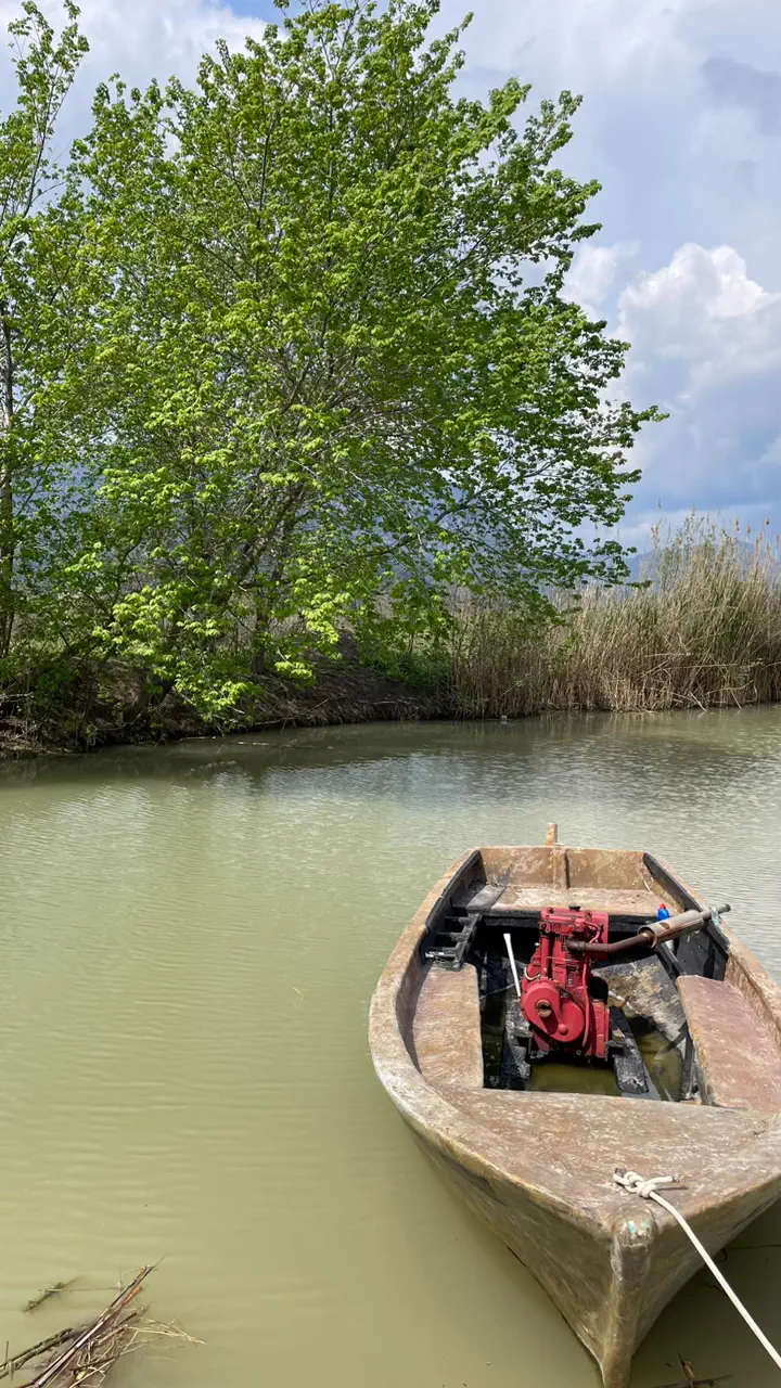 Kamışlarla çevrili dar bir Dalyan kanalı ve kıyıya bağlı ahşap kayık; suyun rengi yeşilimsi