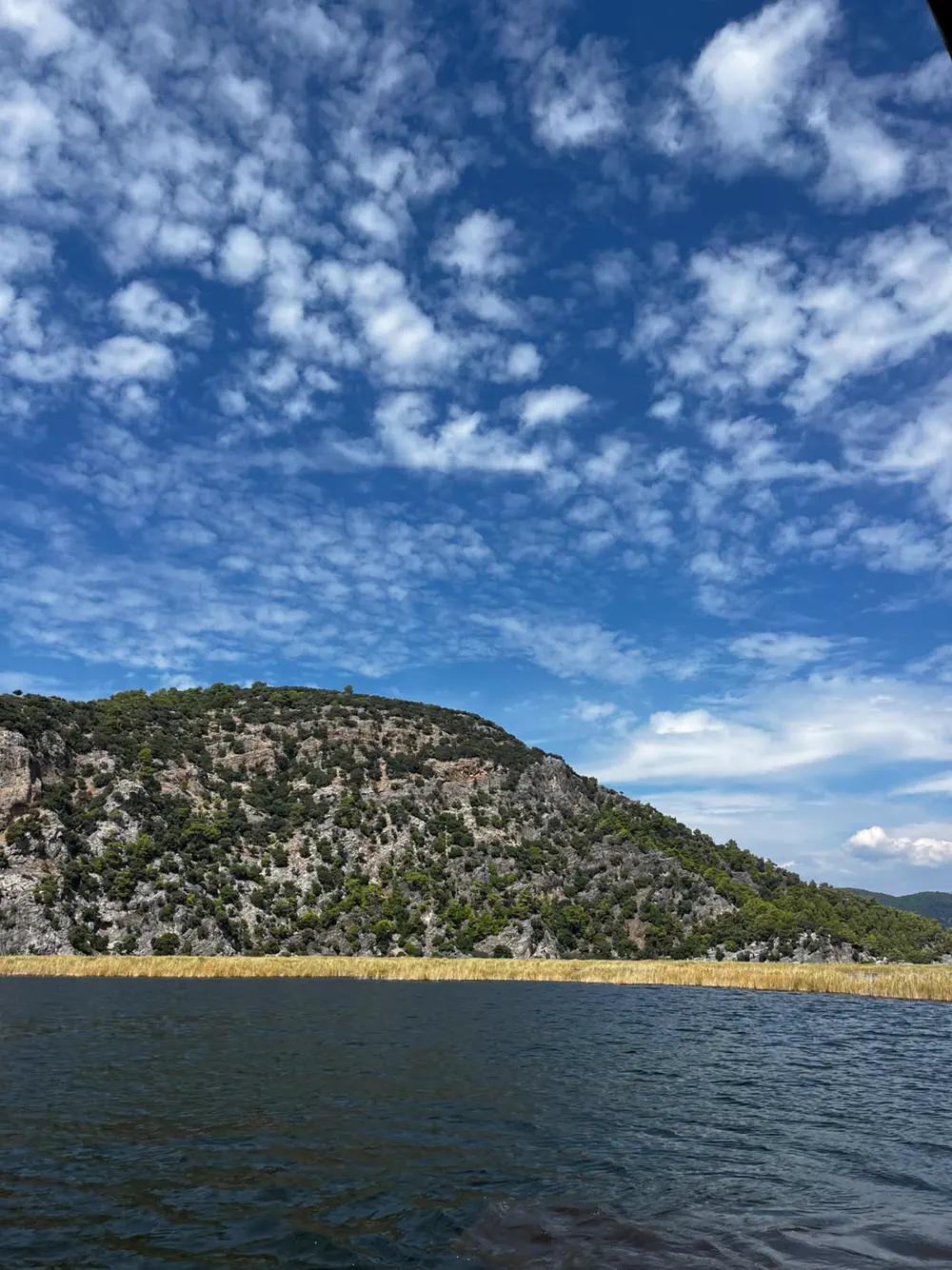 Dalyan deltasında su kenarındaki sarı sazlık şeridi ve arkasında çam ağaçlarıyla kaplı kayalık tepe
